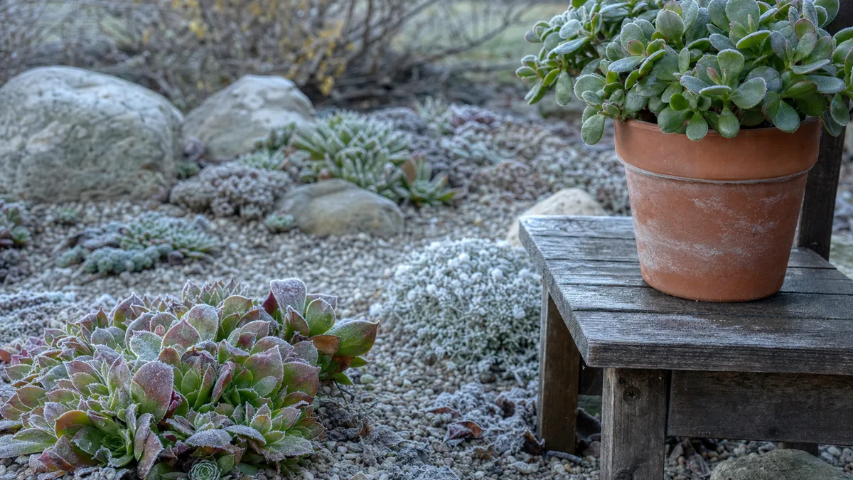 Hens and chicks rosettes and a stonecrop planting dusted with frost in a gravel bed beside a potted jade plant waiting to be carried indoors