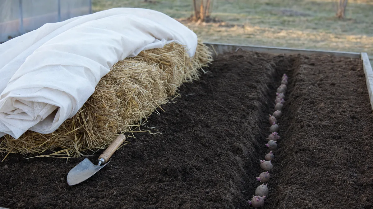 A raised garden bed in mild winter light with a trench of cut seed potatoes, a bale of straw and folded frost cloth beside a trowel