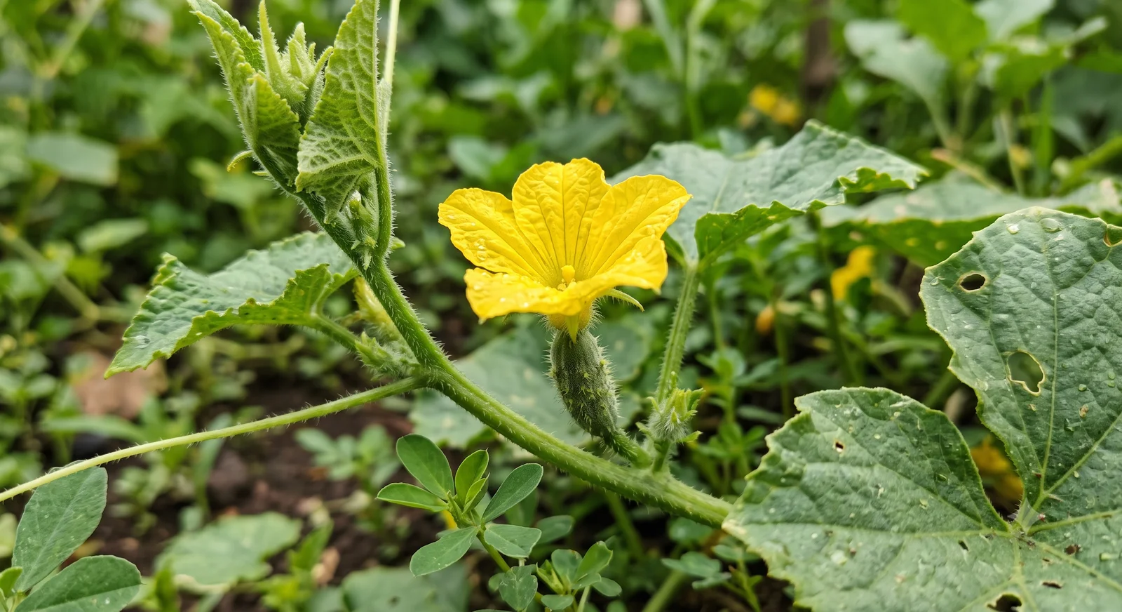 A yellow female cucumber flower on the vine, with a small immature cucumber visibly swelling at the base where the flower attaches