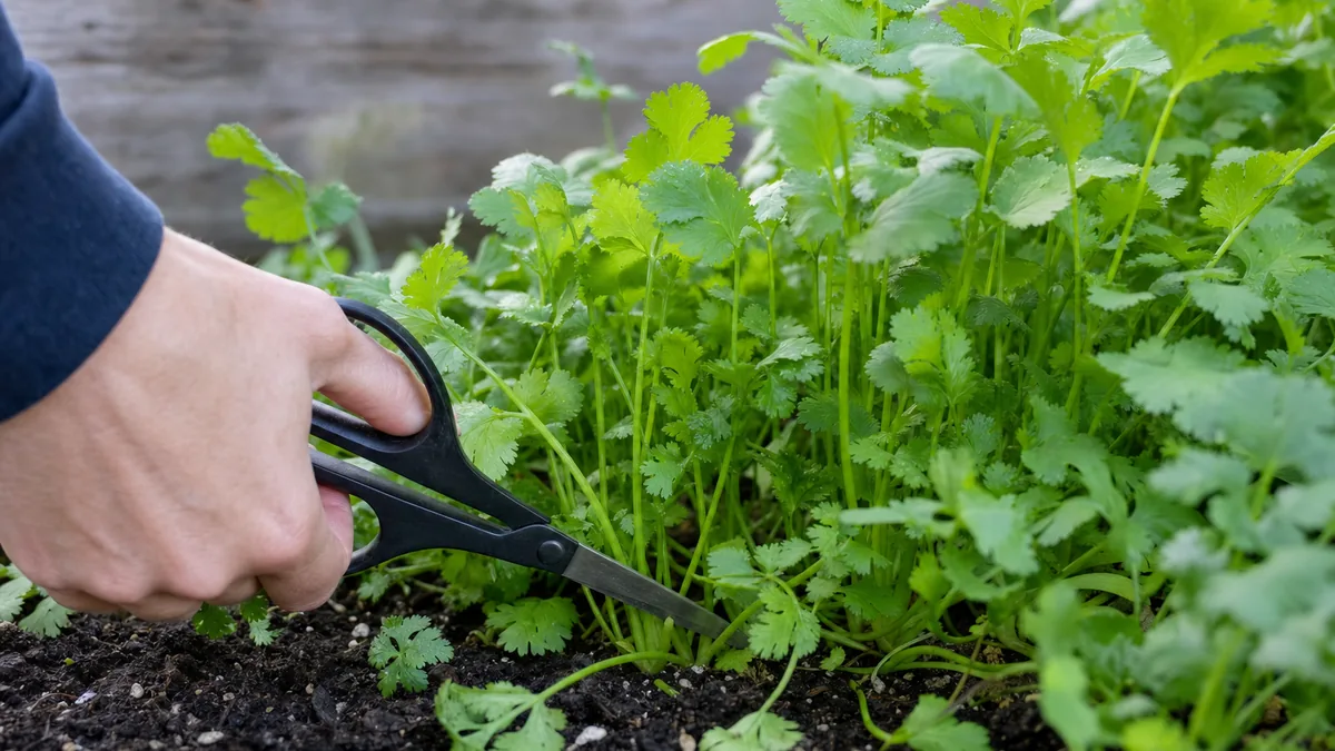 A hand using kitchen scissors to snip outer cilantro stems about two inches above the soil in a raised garden bed