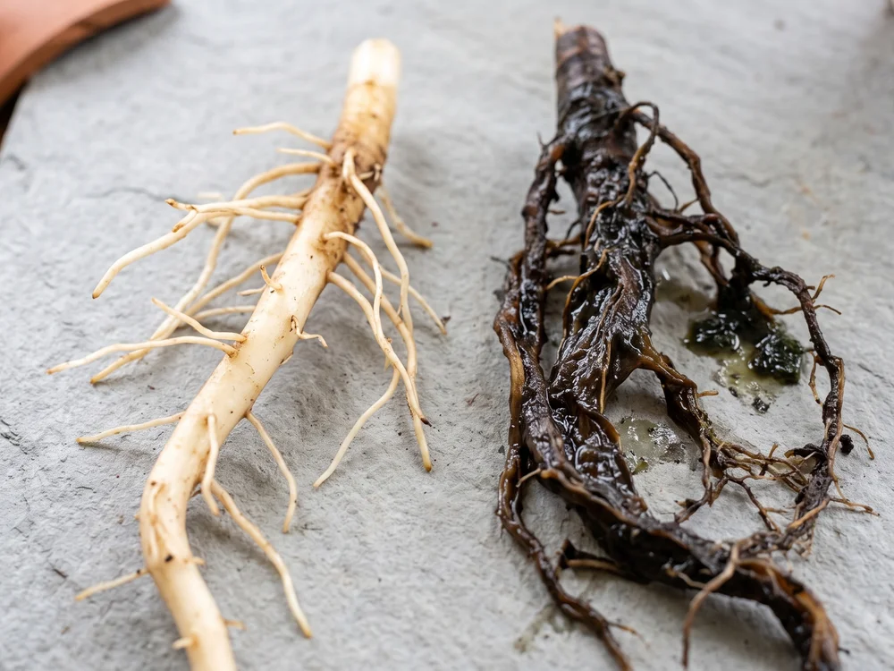 Comparison of a healthy firm root and a dark, rotted root, showing root rot as a cause of wilting