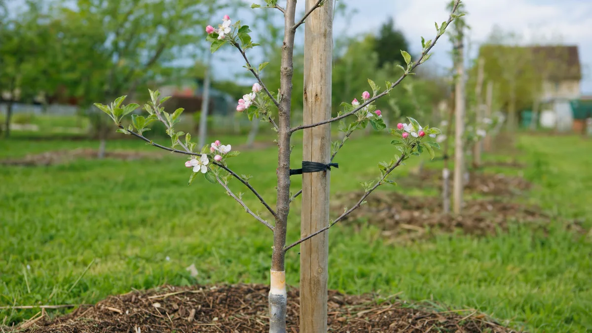 A young staked apple tree with a few spring blossoms in a home orchard row
