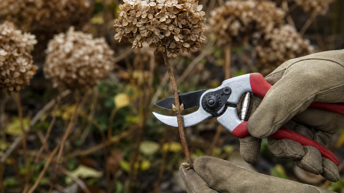 Gloved hands holding red-handled bypass pruners at a dry hydrangea stem, with brown faded flower heads and a few yellow leaves in the autumn garden behind