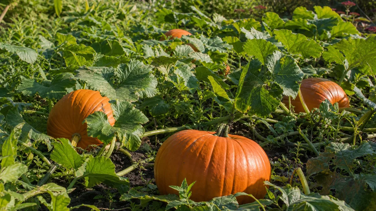 Orange pumpkins ripening among large green leaves and long sprawling vines in a sunny vegetable garden in early autumn