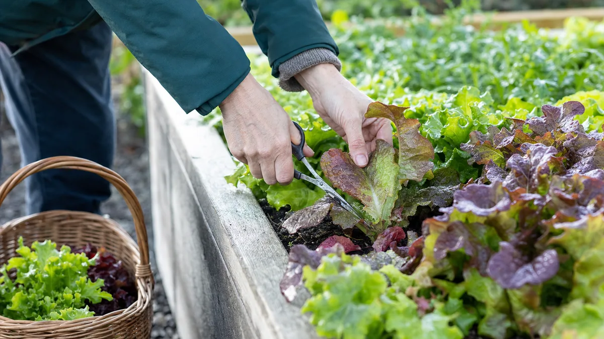 A gardener cutting outer leaves from a row of green and red leaf lettuce with garden scissors in a raised bed, a harvest basket beside the bed