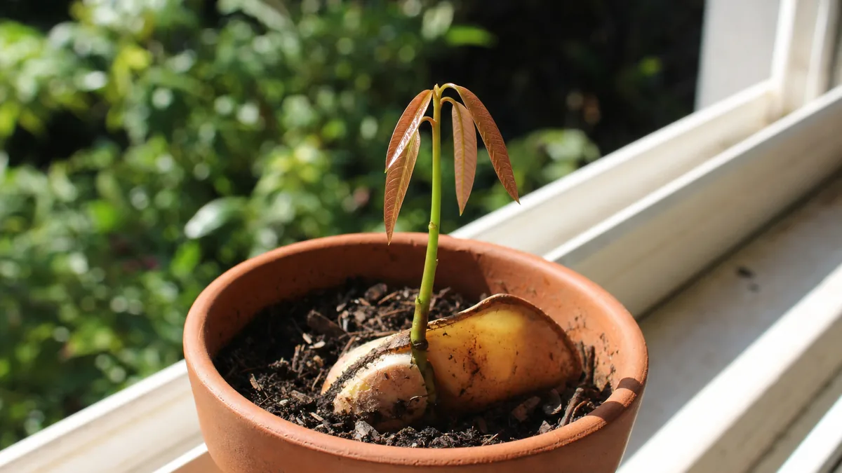 A husked mango seed sprouting a pale green shoot with red-tinged first leaves from dark potting mix in a small nursery pot in bright natural light
