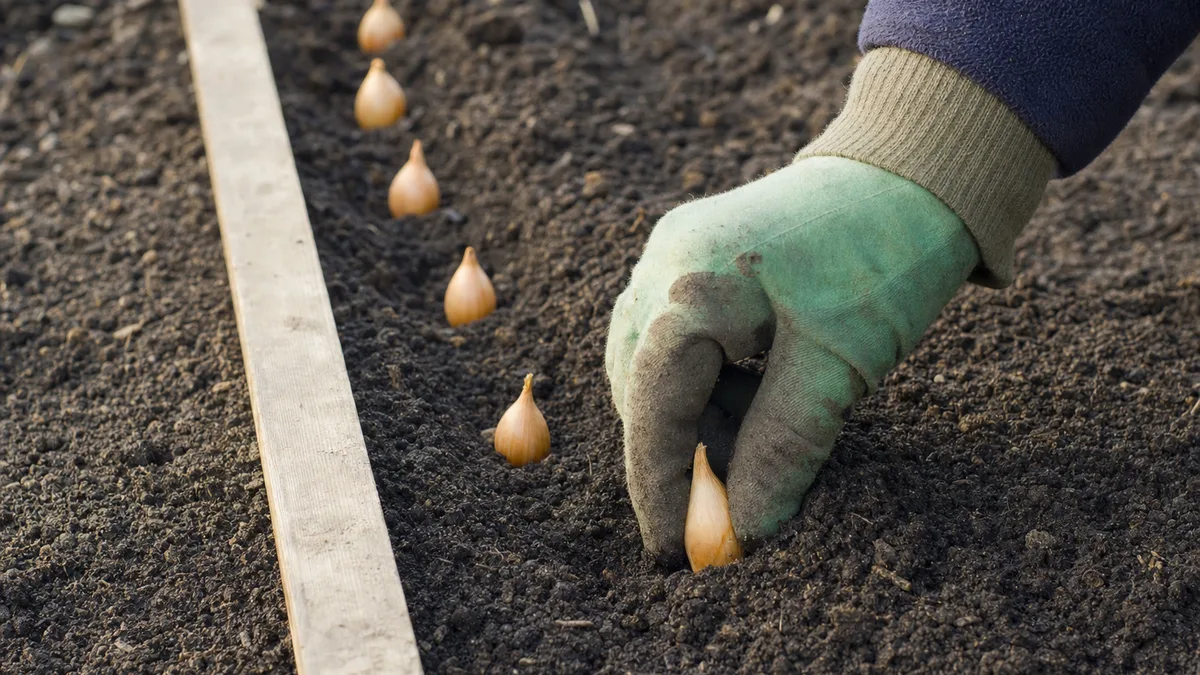 A gloved hand pressing a small yellow onion set, pointed tip up, into a shallow furrow of dark garden soil beside a row of sets already planted about three inches apart