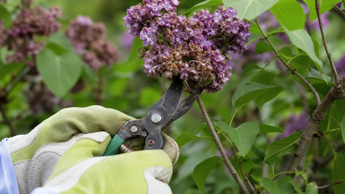 Gloved hands holding pruners to cut a faded purple lilac flower cluster just below the bloom, with fresh green leaves behind
