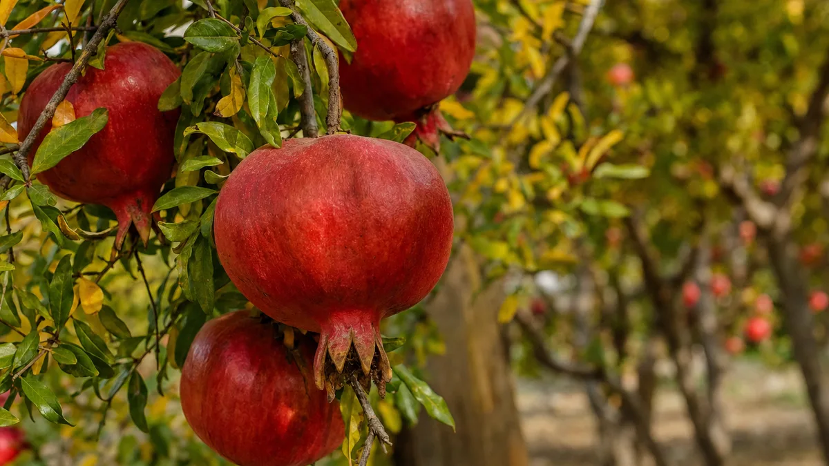 Deep red ripe pomegranates hanging on a branch in autumn, one with slightly flattened sides and a dried crown at the top