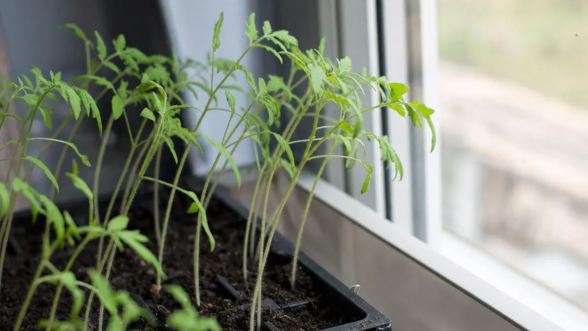 Tall, thin tomato seedlings in cell trays leaning toward a bright window, with long thin stems and small leaves