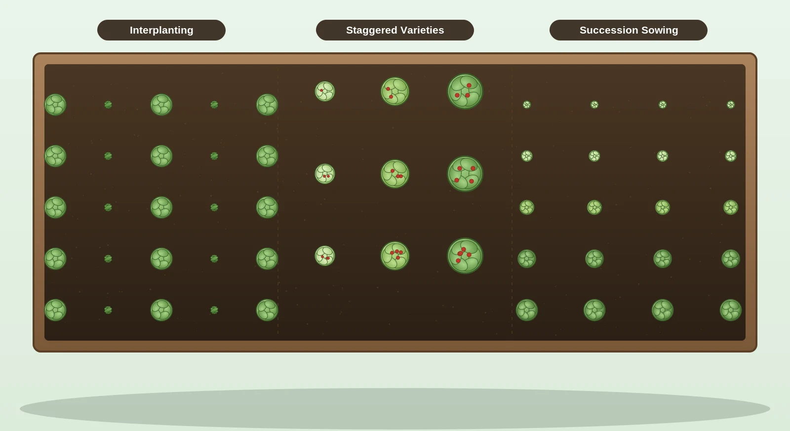 Diagram of a raised garden bed divided into three sections illustrating interplanting, staggered-maturity varieties, and succession sowing at different growth stages