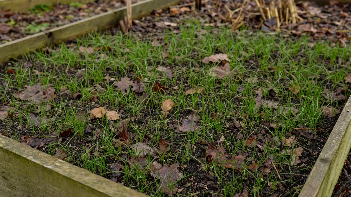 Vegetable garden bed in late autumn with a thin green carpet of winter rye seedlings coming up between fallen leaves and a wooden bed edge