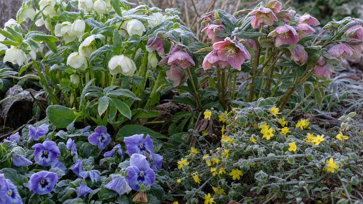 Pink and white hellebores, yellow winter jasmine and a clump of snowdrops flowering beside a frosted garden path in late winter